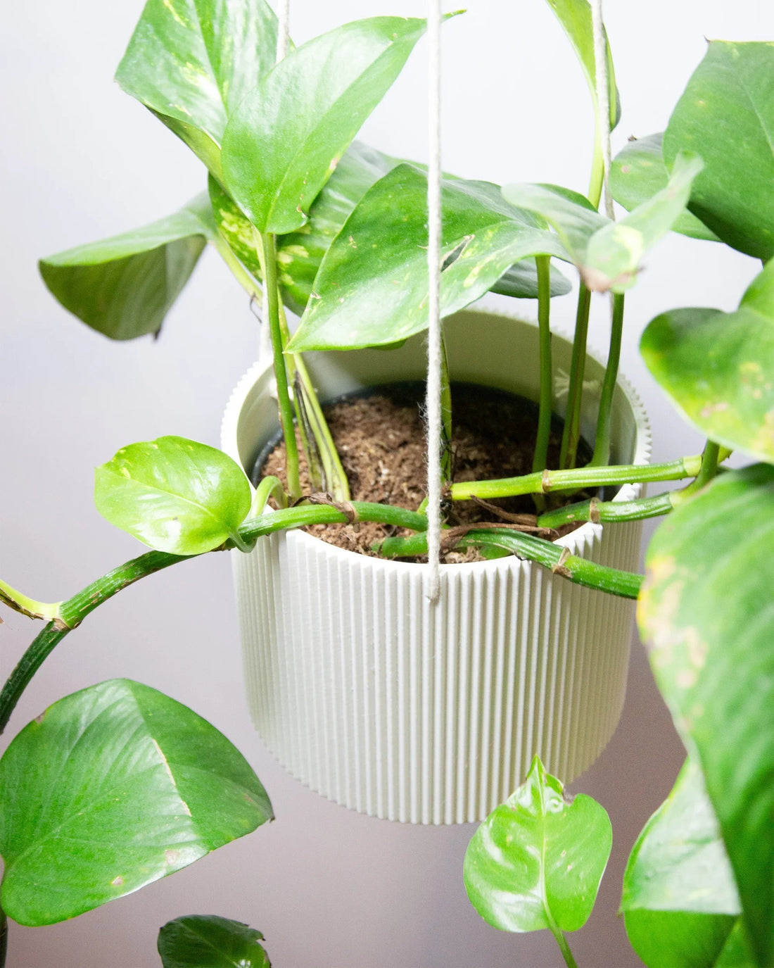 Moderne Hängepflanze in minimalistischer Pflanzenampel im Wohnzimmer