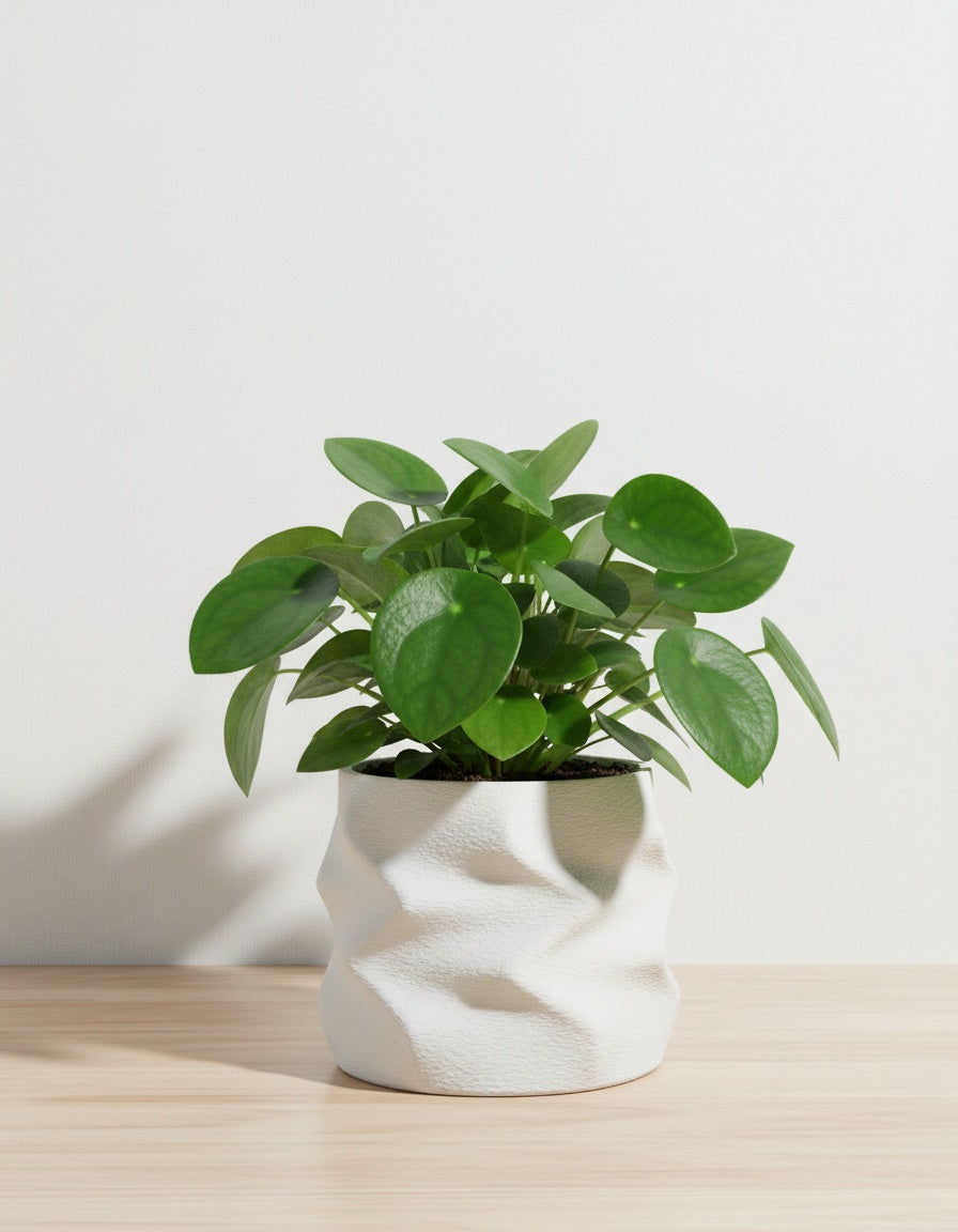 Wave Übertopf modern – Design Blumentopf innen – vaseboard®